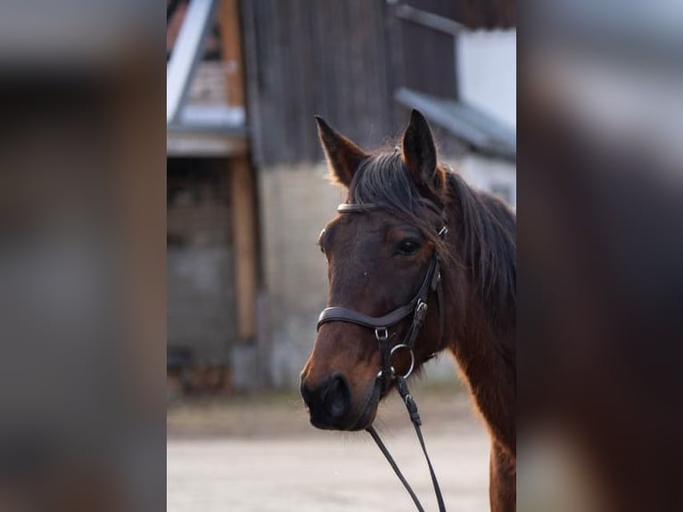 German Trotter Gelding 9 years 15,1 hh Brown in Utting am Ammersee/ Achselschwang