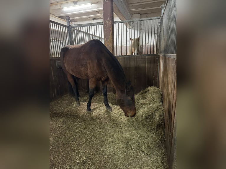 German Trotter Gelding 9 years 15,1 hh Brown in Utting am Ammersee/ Achselschwang