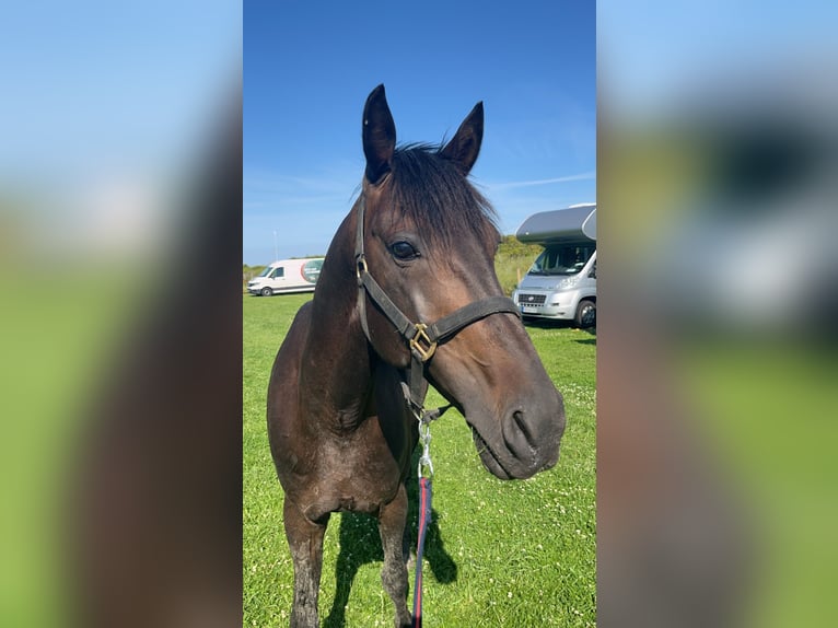 German Trotter Gelding 9 years 15,2 hh Bay-Dark in Kirchdorf an der Amper