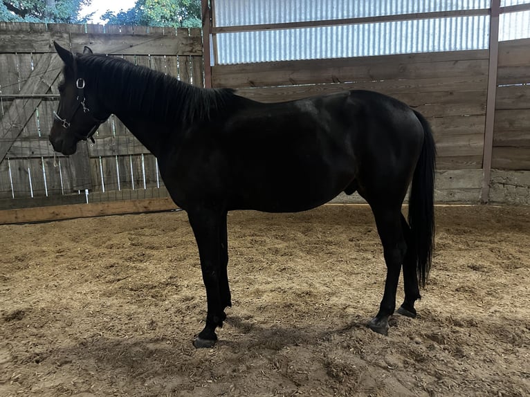 German Trotter Gelding 9 years 15,2 hh Bay-Dark in Kirchdorf an der Amper