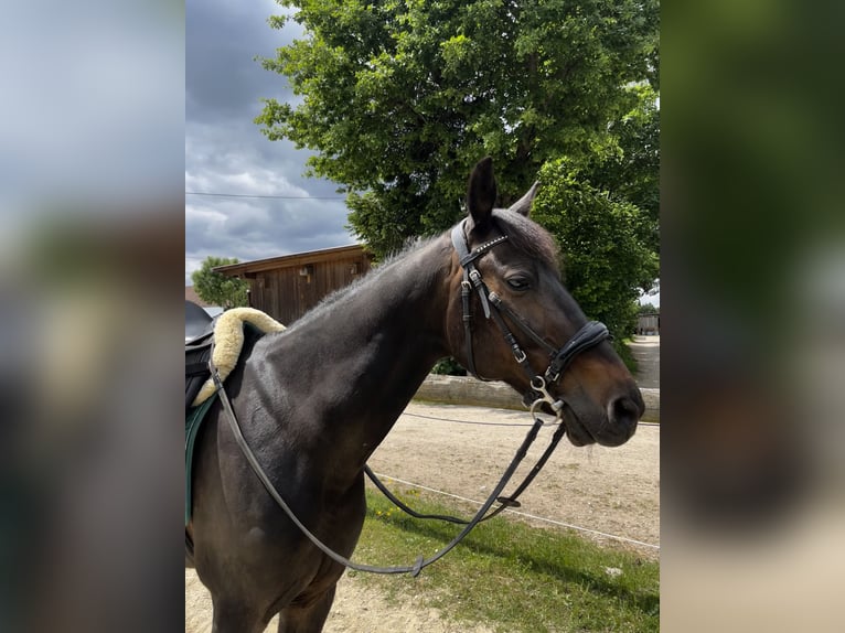 German Trotter Gelding 9 years 15,2 hh Bay-Dark in Kirchdorf an der Amper