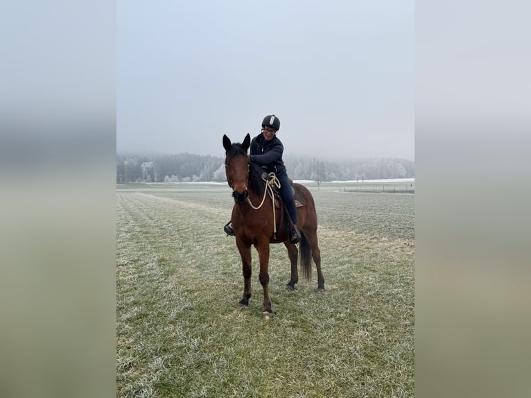 German Trotter Gelding 9 years 15,2 hh Brown in Bruckmühl