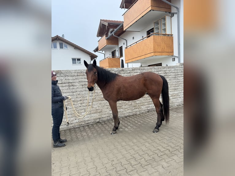 German Trotter Gelding 9 years 15,2 hh Brown in Bruckmühl