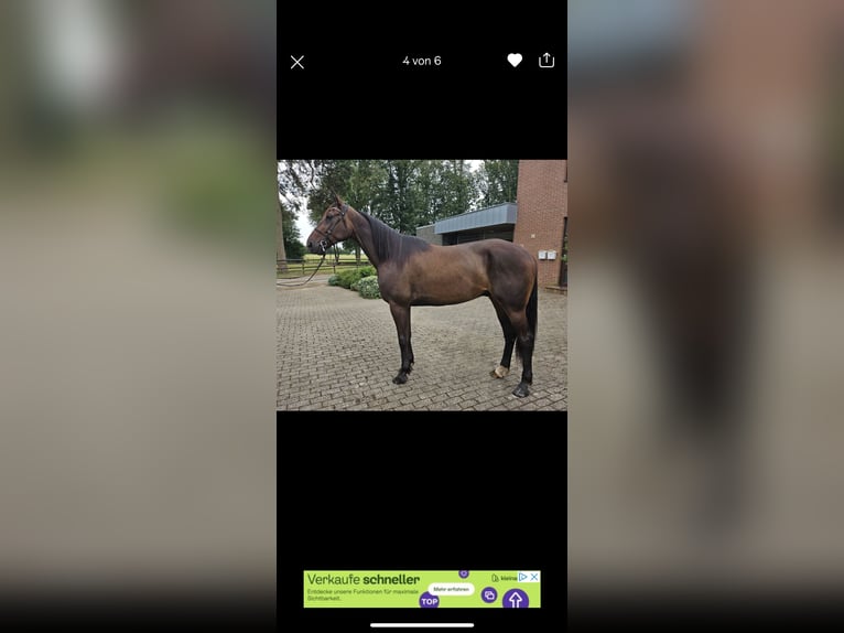 German Trotter Gelding 9 years 16 hh Bay-Dark in Mülheim an der Ruhr