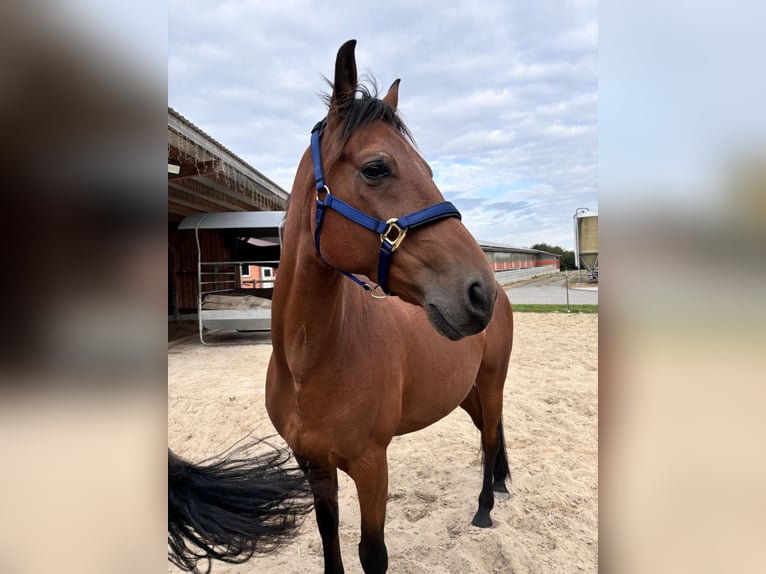 German Trotter Gelding 9 years 16 hh Chestnut in Bohmte