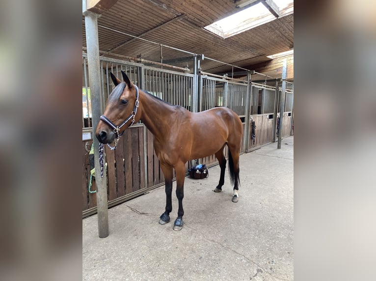 German Trotter Mare 10 years 15.1 hh Brown in Schönefeld