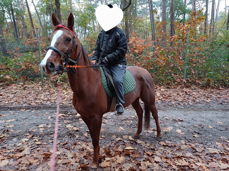 German Trotter Mare 10 years 15,3 hh Chestnut in Weeze