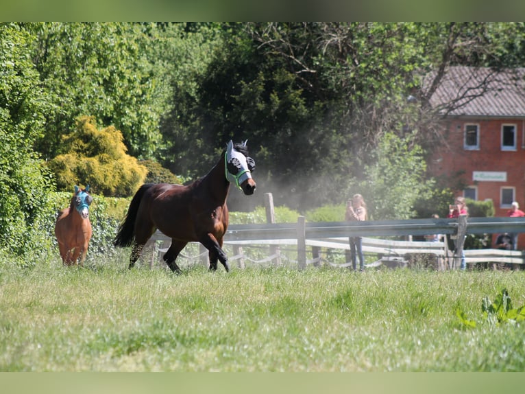 German Trotter Mare 10 years 15,1 hh Brown in Herne