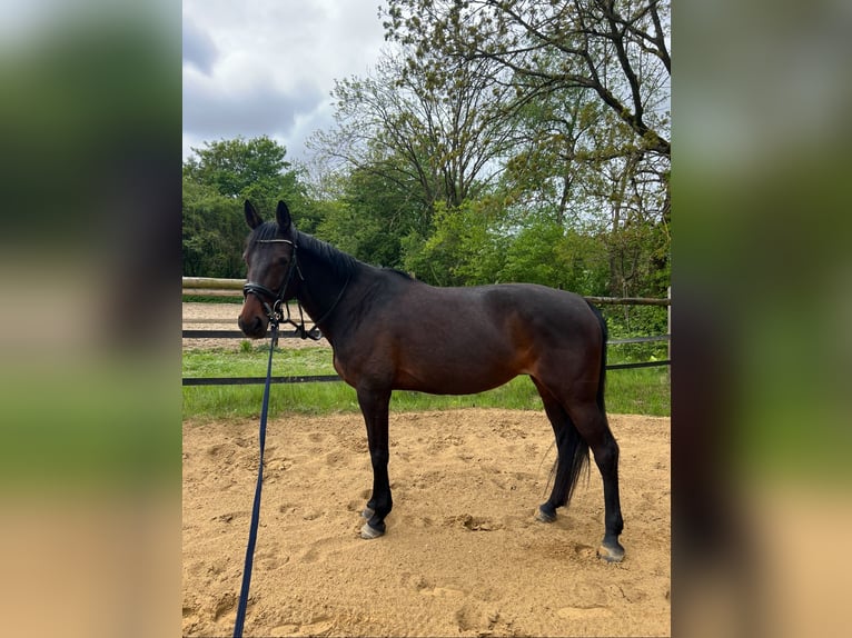 German Trotter Mare 10 years 15,2 hh Brown in Drochtersen
