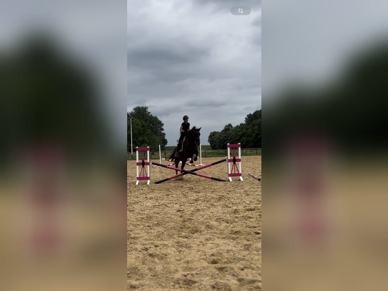 German Trotter Mare 10 years 15,2 hh Brown in Drochtersen
