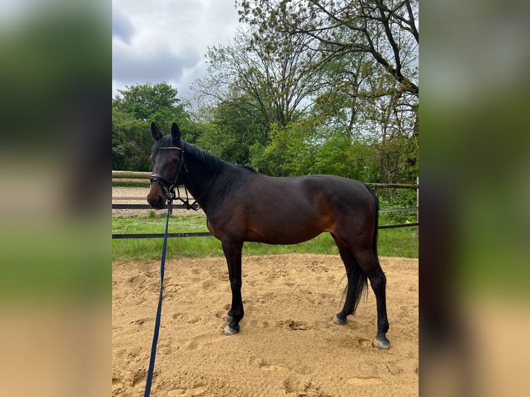German Trotter Mare 10 years 15,2 hh Brown in Drochtersen