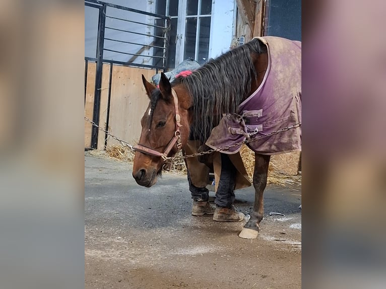 German Trotter Mare 10 years 15,3 hh in Schweiggers