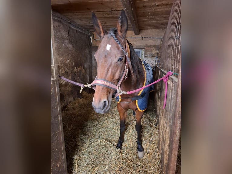 German Trotter Mare 10 years 15,3 hh in Schweiggers
