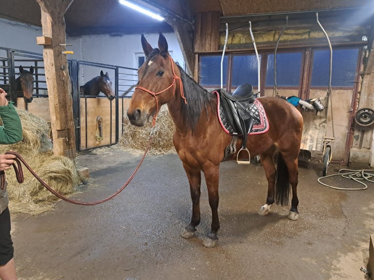 German Trotter Mare 10 years 15,3 hh in Schweiggers