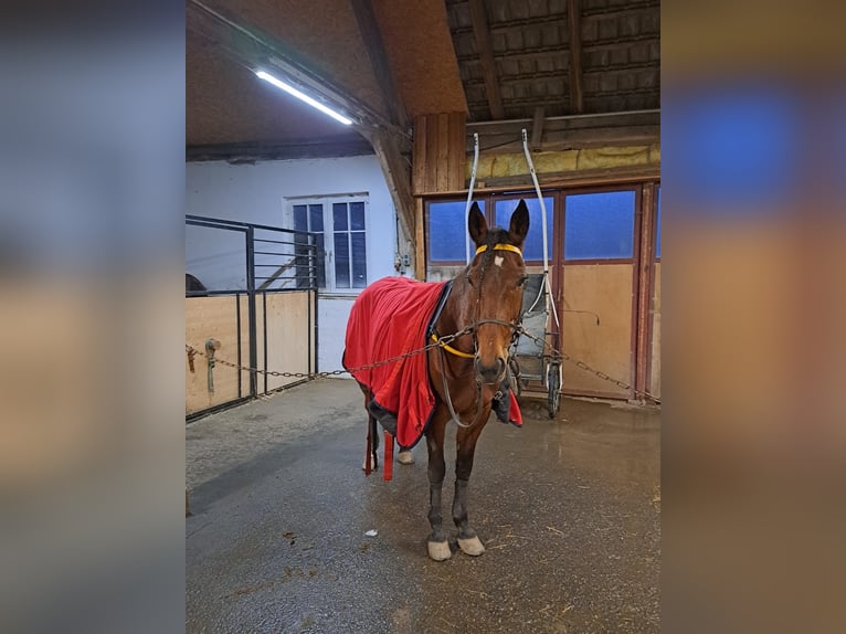 German Trotter Mare 10 years 15,3 hh in Schweiggers