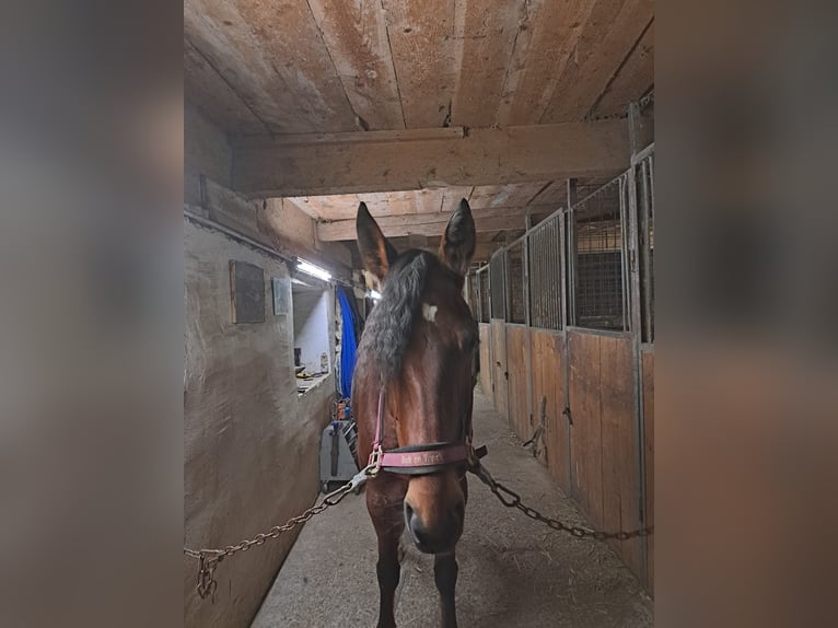 German Trotter Mare 10 years 15,3 hh in Schweiggers