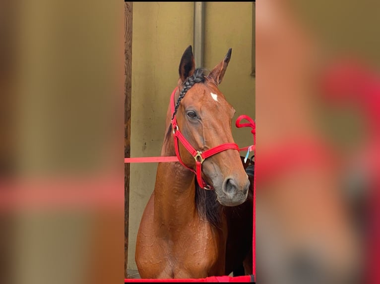 German Trotter Mare 10 years 15,3 hh in Schweiggers