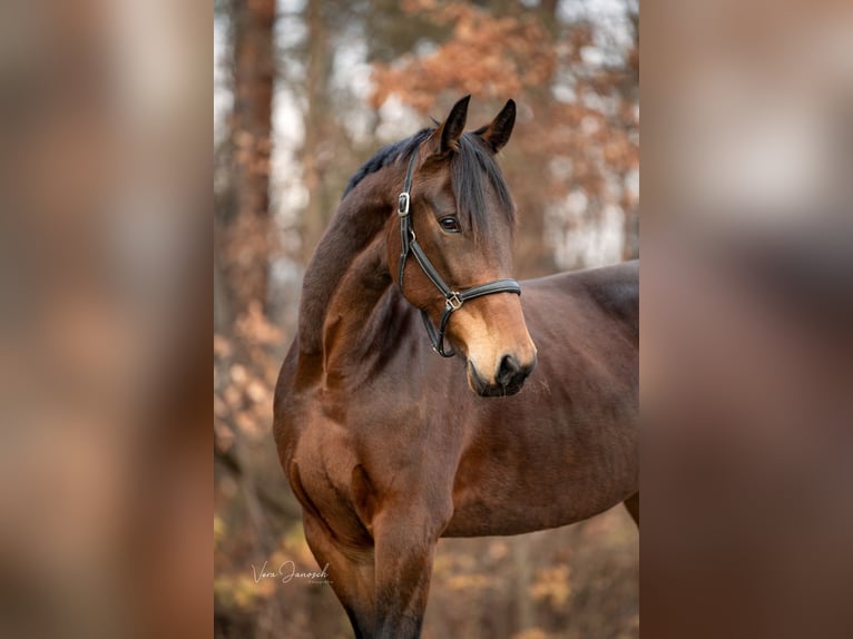 German Trotter Mare 10 years 16 hh in Spielberg