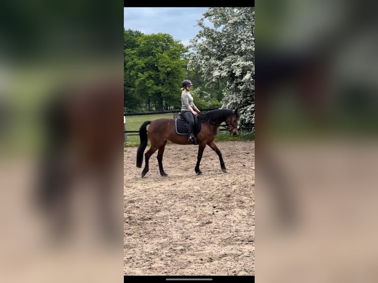 German Trotter Mare 11 years 15.1 hh Brown in Langenhagen