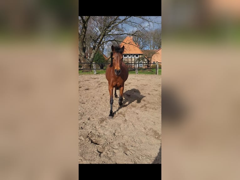 German Trotter Mare 11 years 15.1 hh Brown in Langenhagen
