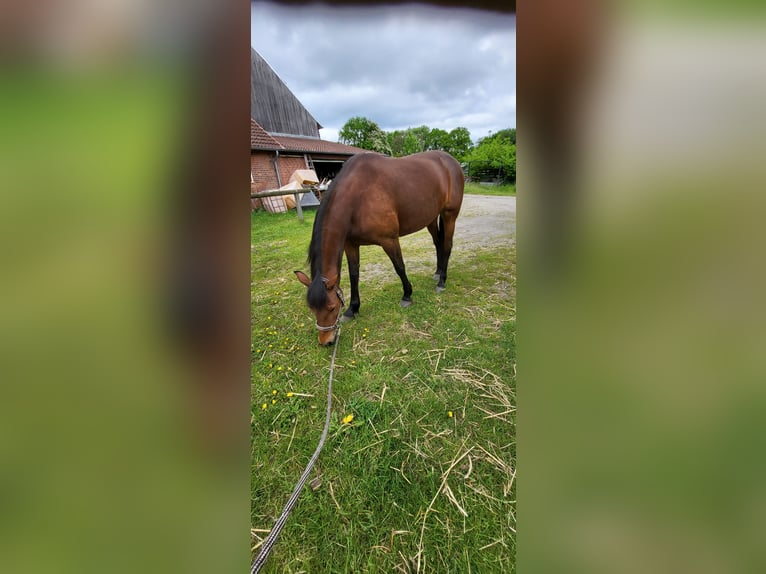 German Trotter Mare 11 years 15.1 hh Brown in Langenhagen