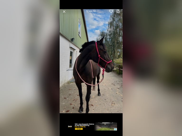 German Trotter Mare 11 years 15.3 hh Brown in Drochtersen