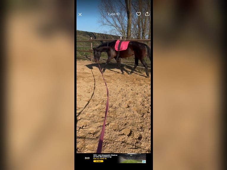 German Trotter Mare 11 years 15.3 hh Brown in Drochtersen