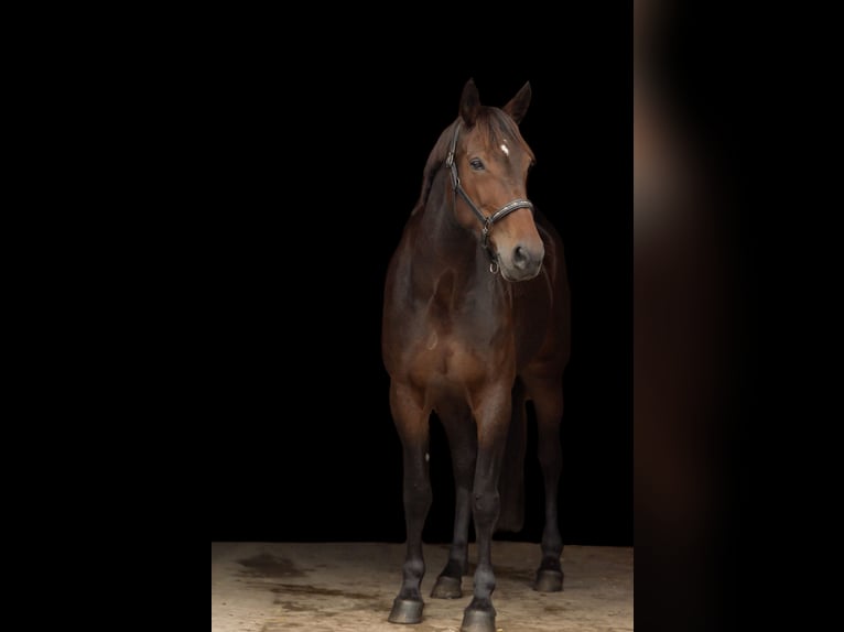 German Trotter Mare 11 years 15.3 hh Brown in Pieterburen
