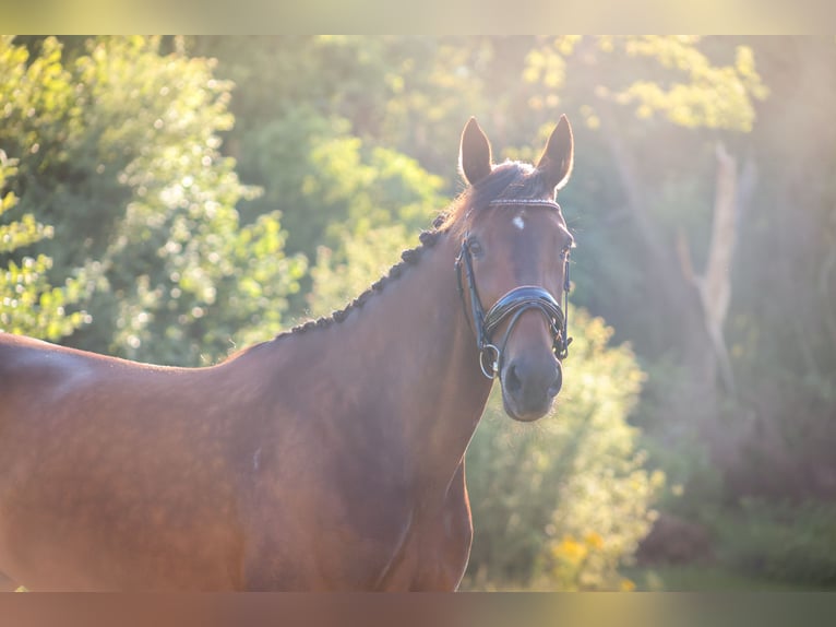 German Trotter Mare 11 years 15.3 hh Brown in Pieterburen