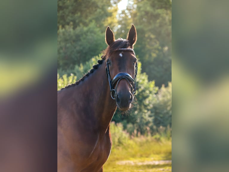 German Trotter Mare 11 years 15.3 hh Brown in Pieterburen
