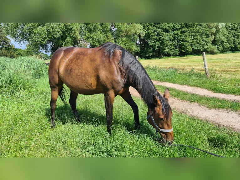 German Trotter Mare 11 years 15 hh Brown in Thyrow