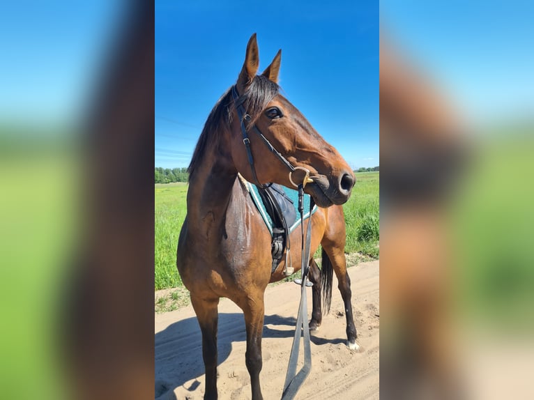 German Trotter Mare 11 years 15 hh Brown in Thyrow
