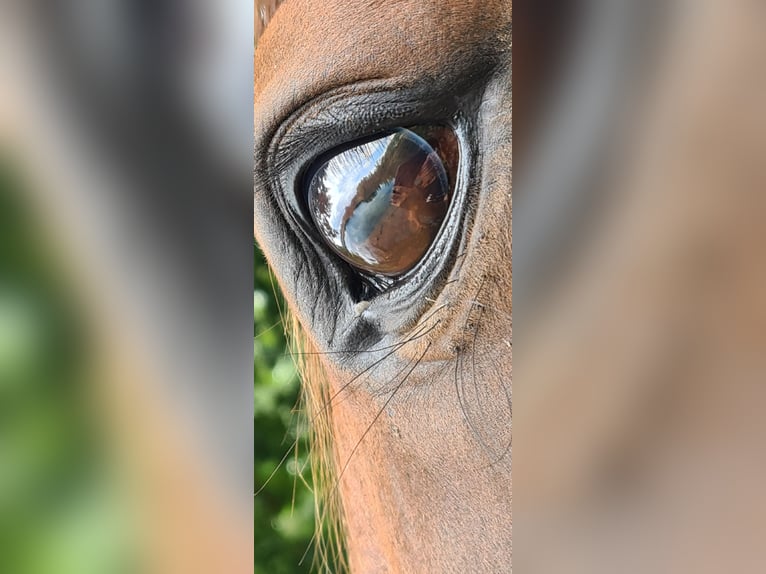 German Trotter Mare 11 years 15 hh Brown in Thyrow