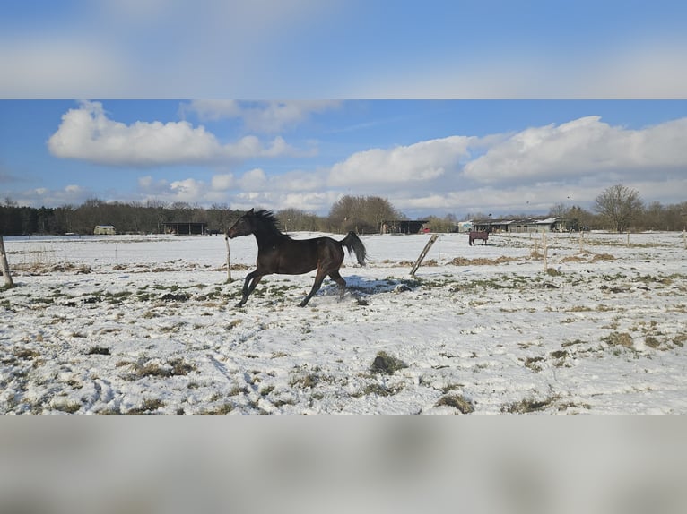 German Trotter Mare 11 years 15 hh Brown in Thyrow