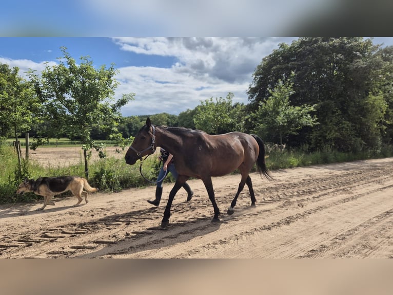 German Trotter Mare 11 years 15 hh Brown in Thyrow