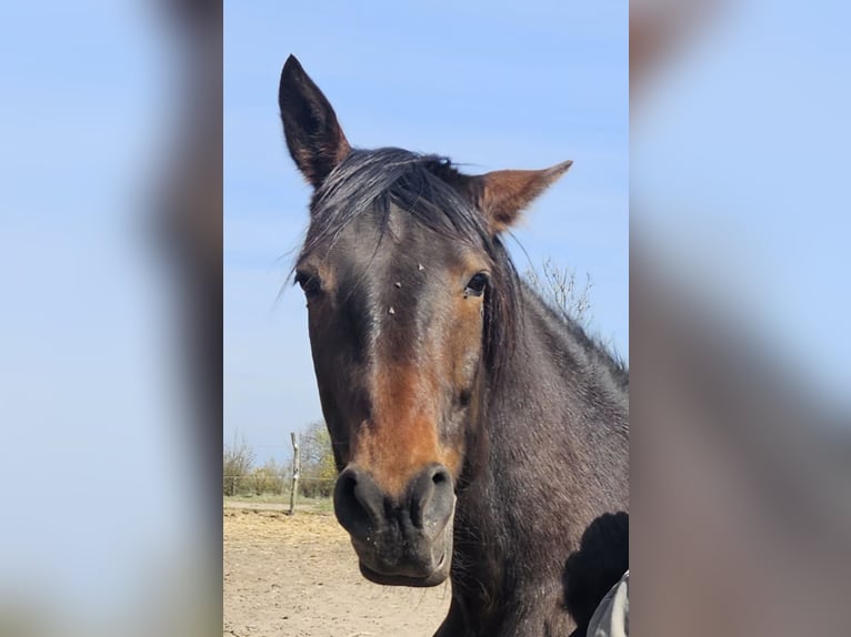 German Trotter Mare 11 years 15 hh Brown in Thyrow