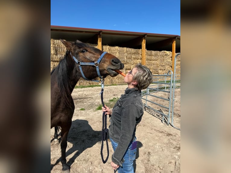 German Trotter Mare 11 years 15 hh Brown in Thyrow