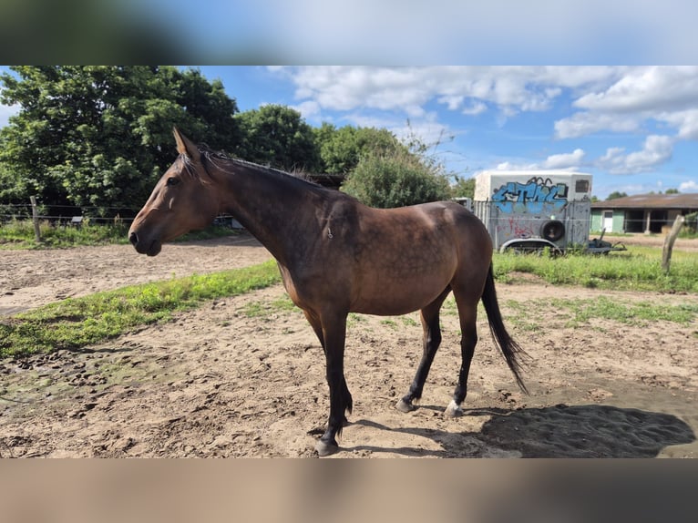 German Trotter Mare 11 years 15 hh Brown in Thyrow
