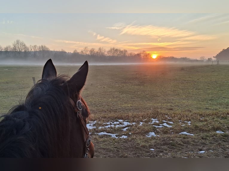 German Trotter Mare 11 years 15 hh Brown in Thyrow