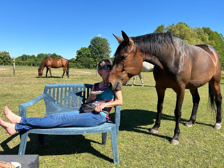 German Trotter Mare 11 years 15 hh Brown in Thyrow