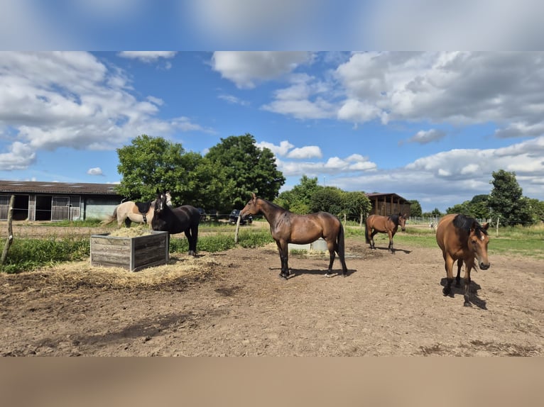 German Trotter Mare 11 years 15 hh Brown in Thyrow