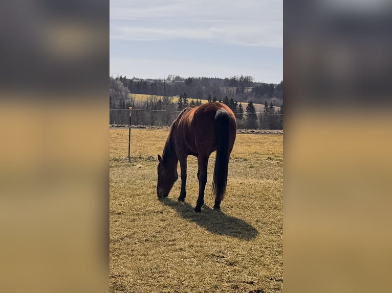 German Trotter Mare 11 years 15 hh Brown in Tiefenbach