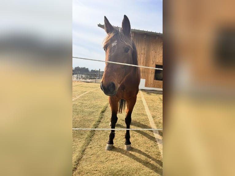 German Trotter Mare 11 years 15 hh Brown in Tiefenbach
