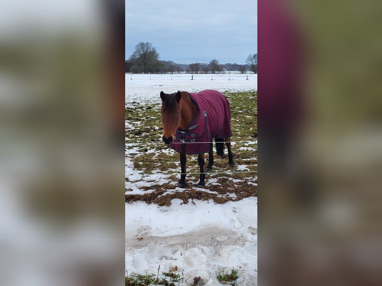 German Trotter Mare 11 years 15,1 hh Brown in Langenhagen
