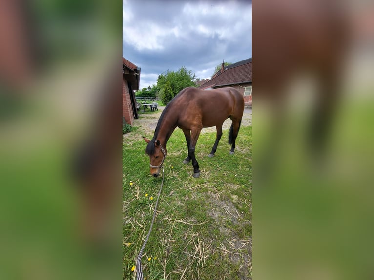 German Trotter Mare 11 years 15,1 hh Brown in Langenhagen