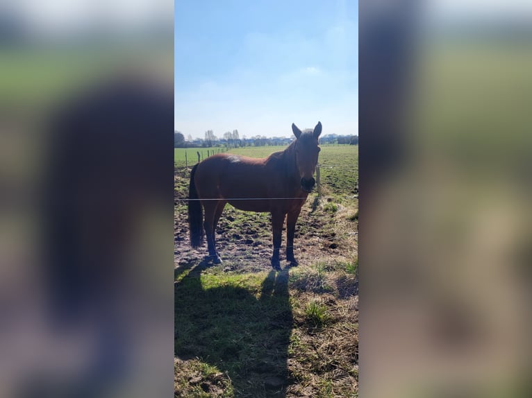 German Trotter Mare 11 years 15,1 hh Brown in Langenhagen