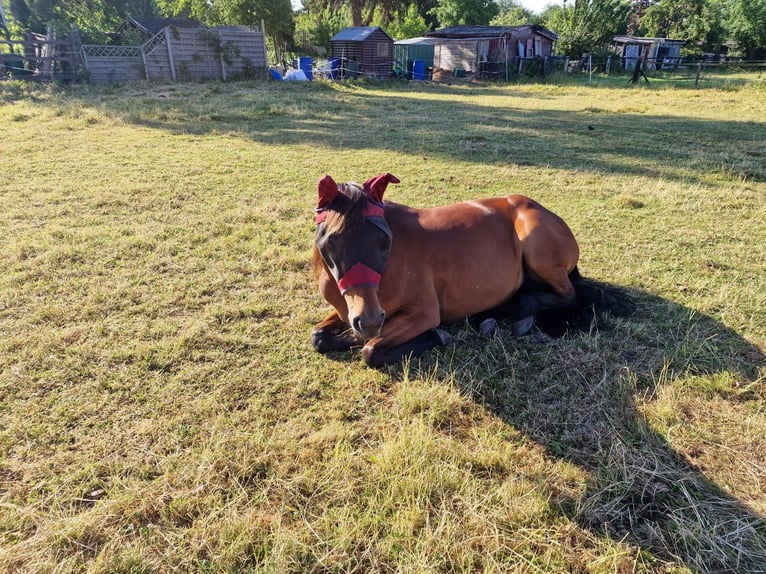 German Trotter Mare 11 years 15,1 hh Brown in Langenhagen