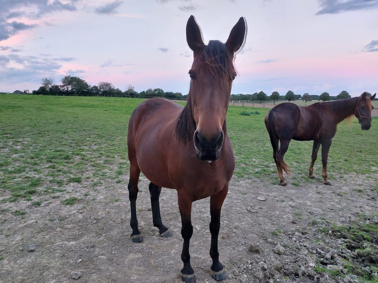 German Trotter Mare 11 years 15,2 hh Brown in Havelberg