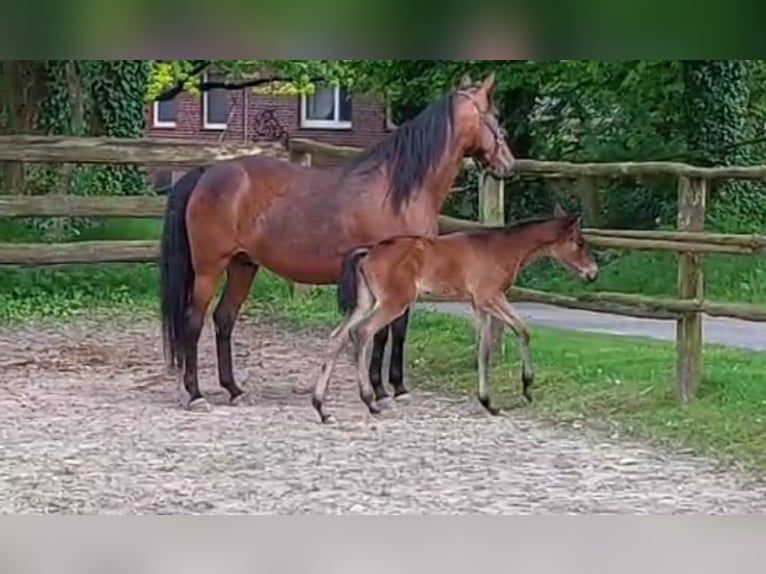 German Trotter Mare 11 years 15,2 hh Brown in Havelberg