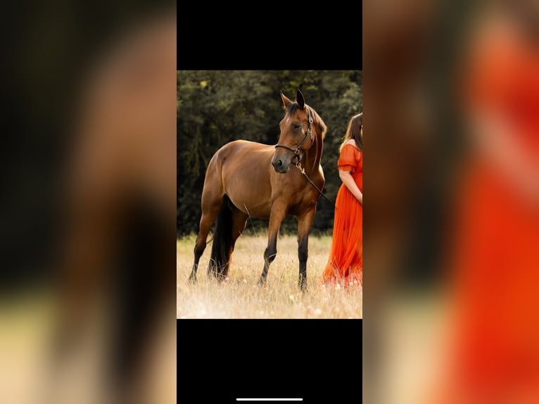 German Trotter Mare 11 years 16 hh Brown in Creu&#xDF;en